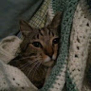 Meet your Posher, Joy